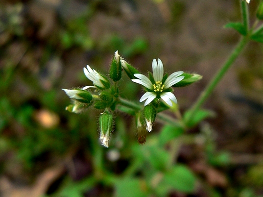 {Cerastium glomeratum}